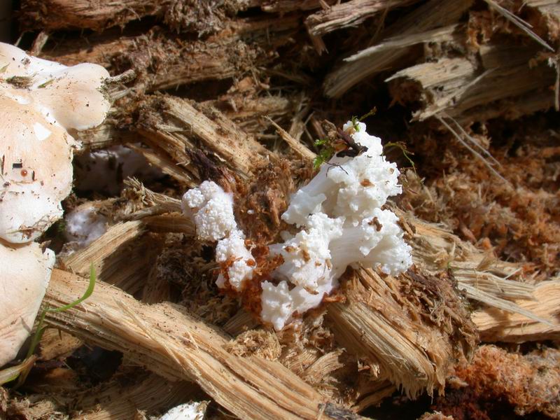 Ossicaulis lignatilis